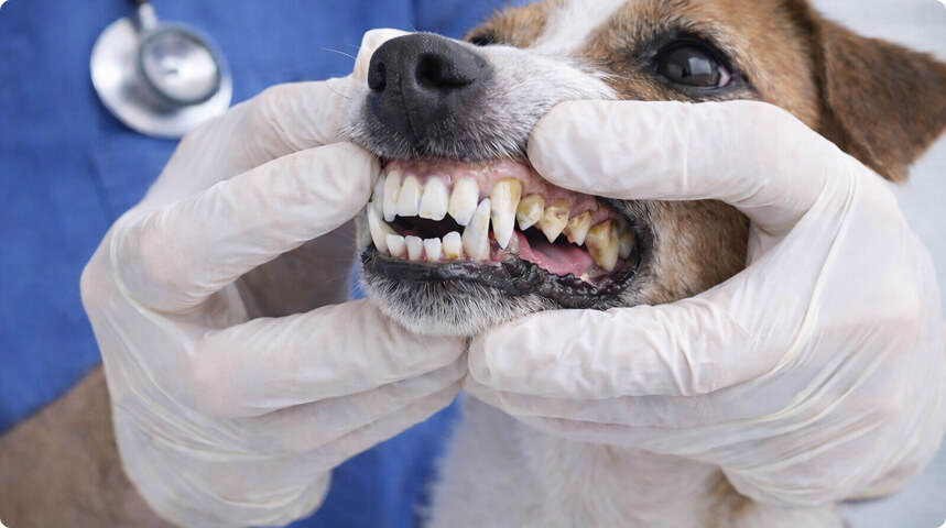 врач раздвигает губы собаки, показывая камень